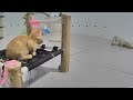 😸 Best Cats Videos 🐱🐕 Funniest Animals 2024 🐱😹
