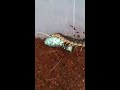 Blue legged centipede vs large hornworm