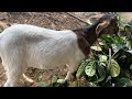 Build a farm in the forest! Let the goats mate! Tame wild chickens!