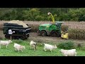 Maize harvest in the Mud | Modderen in mais | JD 8600i on Tracks & Prinoth Panther rotating dumpers