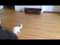 Cat laser pointer