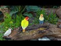 4 Hour Video For Cats - High Definition Bird Video for Cats - 4K Bird Watching Experience