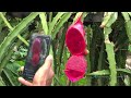 Dragon fruit Amazing Sylhet city