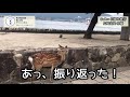 GoPro日帰り旅行動画｜広島宮島 中編｜プチ旅行のススメ