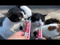 Travel to Japan's amazing cat island! Healed by friendly cats🐈