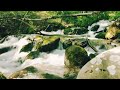 Jungle Waterfall Video - Nature Sounds - Birds Sound - Relaxverse.