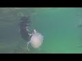 SpearFishing Dubai