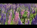 EP. 152-พาชมทุ่งดอก​ Lupine​#canada_life#summerincanada #lupine#flowerfilled#คนไทยในต่างแดน