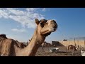 #camel#breakfast#meal#too close#낙타#아침#식사#너무 가까운거 아니냐 ^^;;