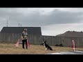 Multi-Task Self Control Drill -- The life and Training of a Competition Puppy