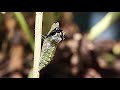 Black Swallowtail Butterfly - Life Cycle - Chrysalis - Caccoon - Caterpillar - Egg
