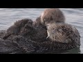 Closeup of Momma & Baby Otters