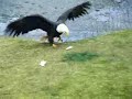 Hilarious Cat vs Eagle thoughts