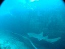 Nurse shark & Remora