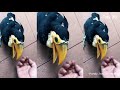 Toucan - Crecimiento del Ave Pico de Banana.