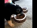 Pups eating hers foods 🐶 💙✨