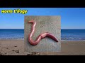 Worm🪱Review