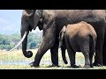 Elephants and the beautiful Zambezi escapement