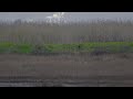 Northern Harrier Bow Net Capture