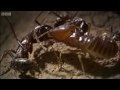 Defending the ant nest from intruders | Ant Attack | BBC