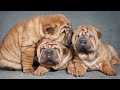 Crate Training Your Chinese Shar-Pei: Tips and Tricks!