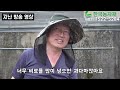 [한국농수산TV] 고추 3미터 키우는 장인은 반사판을 사용해 고추를 키운다!!