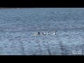 Лебеди с птенцами на Финском заливе. Swans with chicks on the Gulf of Finland.