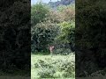 Grazing Impalas | Botswana