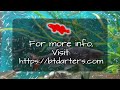 BTDarters’ Fieryblack Shiner (and others) 110-Liter Aquarium AKA Fieryblack Shiners Don't Sit Still!