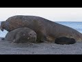 The Insane Biology of: The Elephant Seal