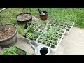 Recovering a WEEDY Garden with FIRE! || Black Gumbo