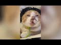 Try Not To Laugh 🤣 New Funny Cats  And Dog Video 😹 - MeowFunny Part 10