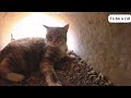 Put a camera on cat and show you the complex social network of cats.