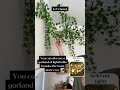 ✨ DIY Fake Ivy Room Decor ✨ Aesthetic Vines Home Decoration 😍 #shorts #diyroomdecor #aestheticdecor