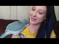 WHY I CHOSE A QUAKER PARROT AND LATER REGRET IT