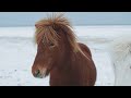 Relax with Horses in the Wild - 4K Beautiful Wild Horses with Ambient Guitar Music