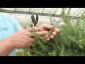 EP166 - How and when to prune Rosemary plants.