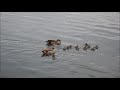 Nile geese & 11(!) goslings