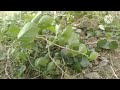 video of my farm #jio#saraiki #malik TV