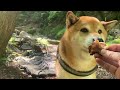 【Yakitori with Shibainu】It is too hot so my shiba and I eat Yakitori by the river in the mountain