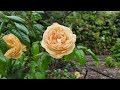 4K | HAMADERA Park | Rose Garden 2024 | OSAKA | 浜寺公園 | バラ庭園 | 大阪 | Japan