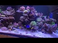 Adding New Tangs! Coral Haul and Stop Tang Aggression