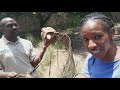 Gigantic Crocodiles in  Kenya//Mamba Village Nairobi