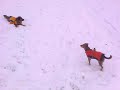 Snowy Dogs