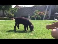 Chocolate labrador pup slowmo