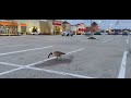 Goose can't remember where he parked