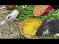 The Guinea Pigs Gave Birth After 10 Days | Nong Trai Pet