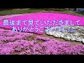 【2021年秩父・羊山公園の芝桜】今年は見られる芝桜の丘！すごく綺麗で感動した！埼玉・秩父市・横瀬町