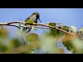 Hummingbird Rescue  🐕 🐦[WATCH]