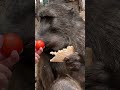 Cindy the baboon doesn't like sharing 😂🐒 #animallover #animals #rescueanimals #wildlife